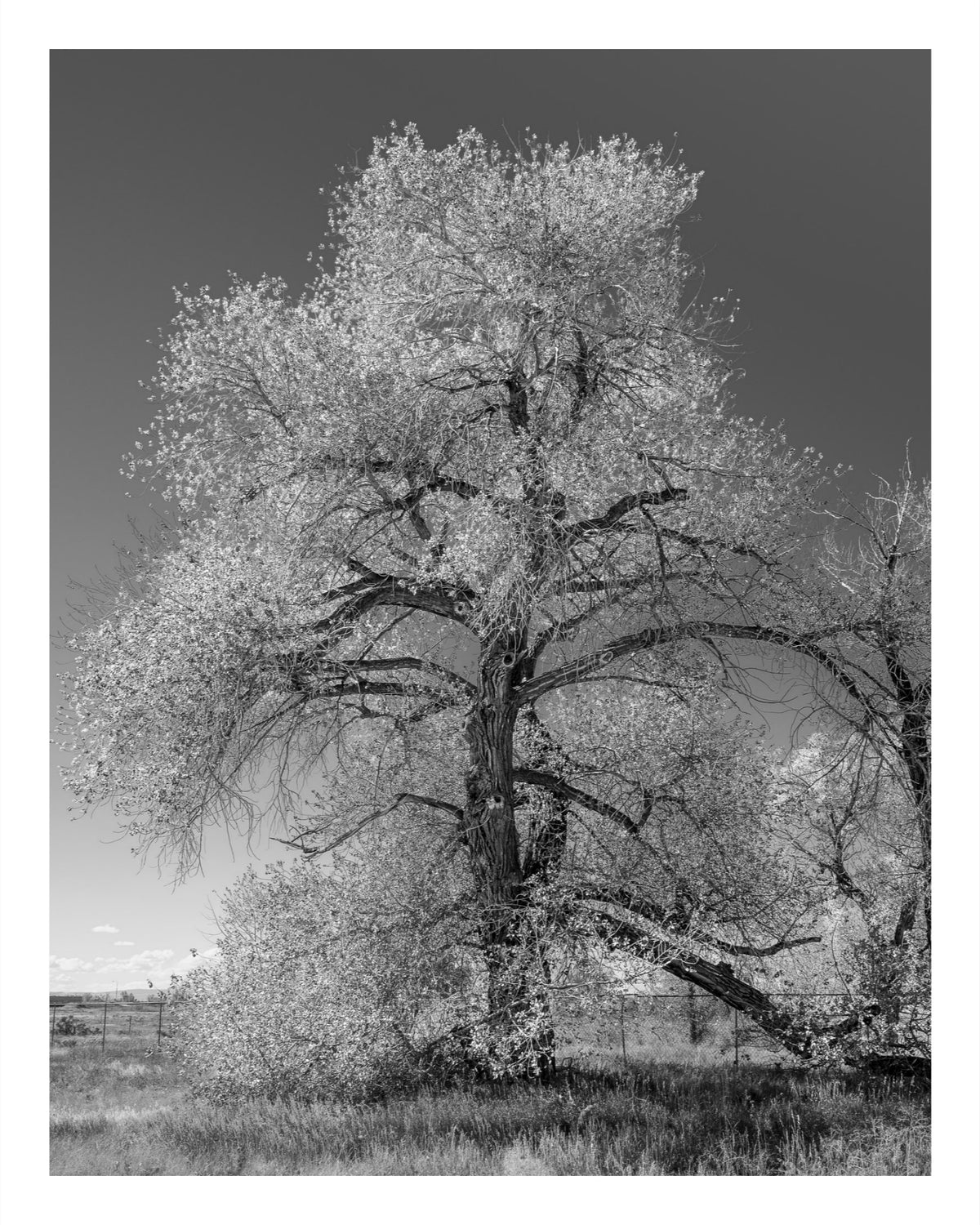The Van Gogh Tree