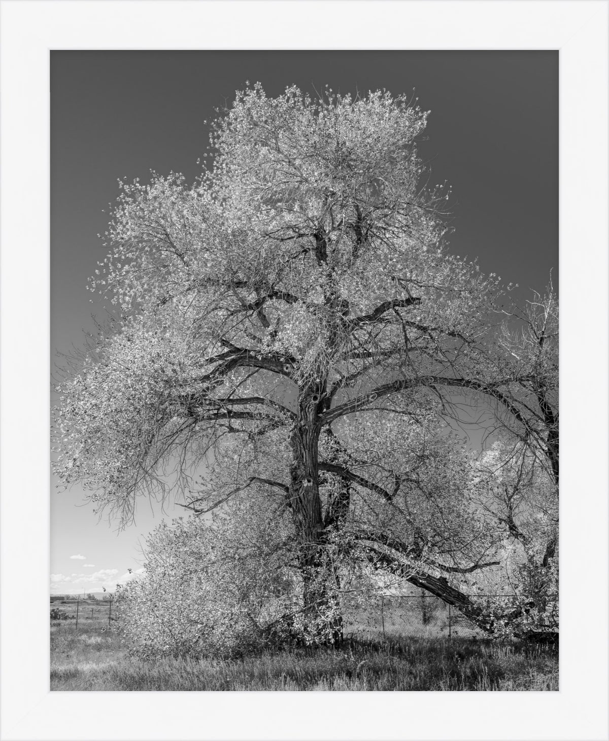 The Van Gogh Tree