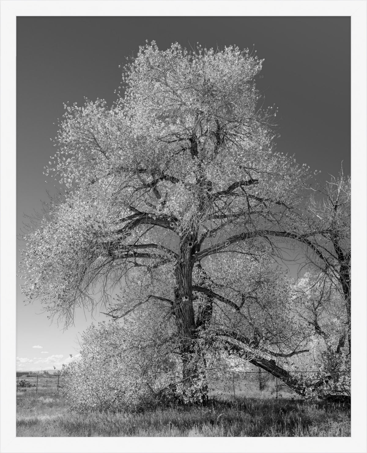 The Van Gogh Tree