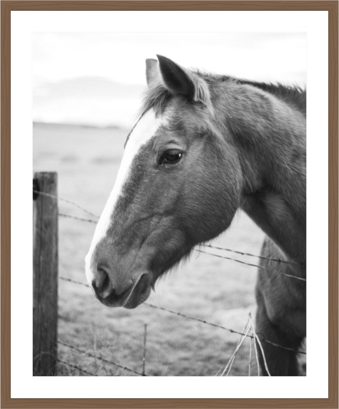 Main image The Calm Before the Horse