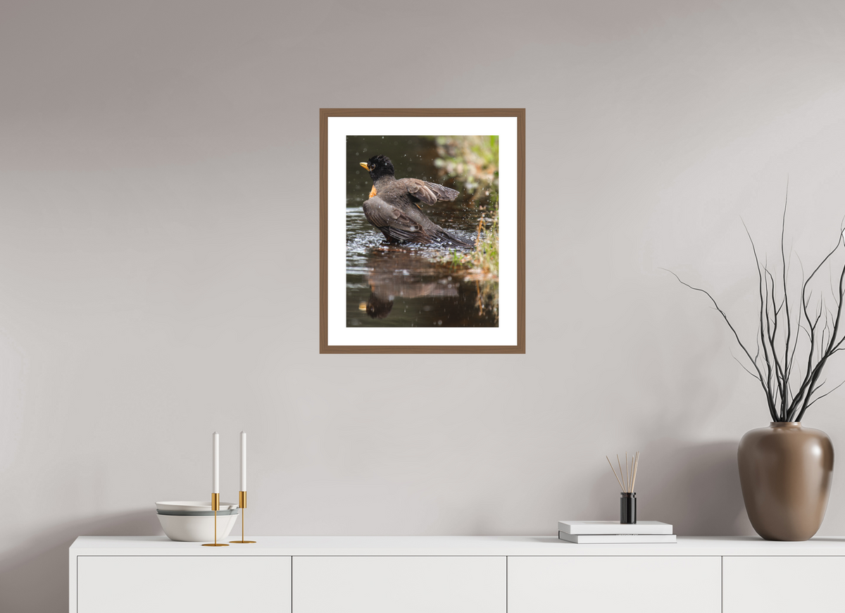 16 x 20″, Walnut - Matte The American Robin