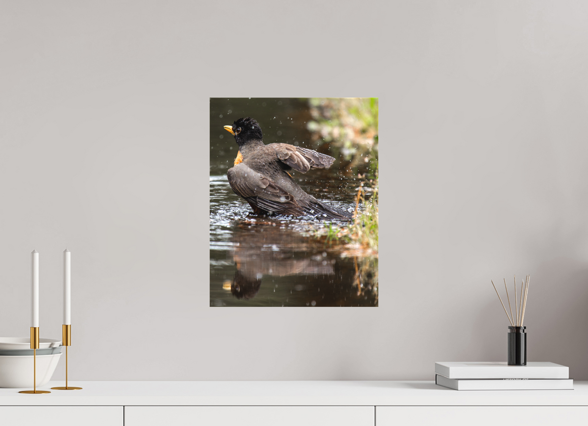 12 x 15″, Canvas The American Robin