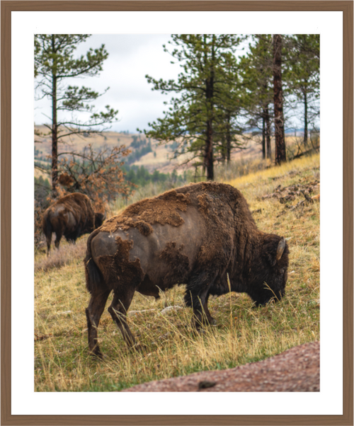 Main image Bison & Co