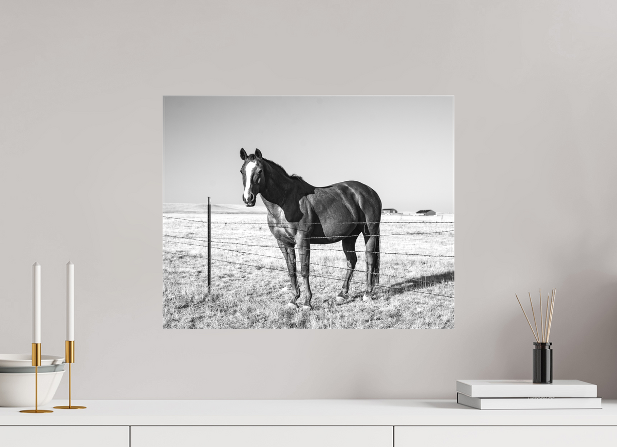 20 x 16″, Canvas Quarter Horse
