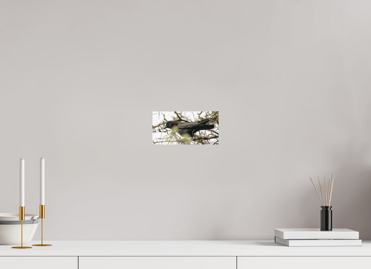 8 x 4″, No Frame - Matte Just a Crow