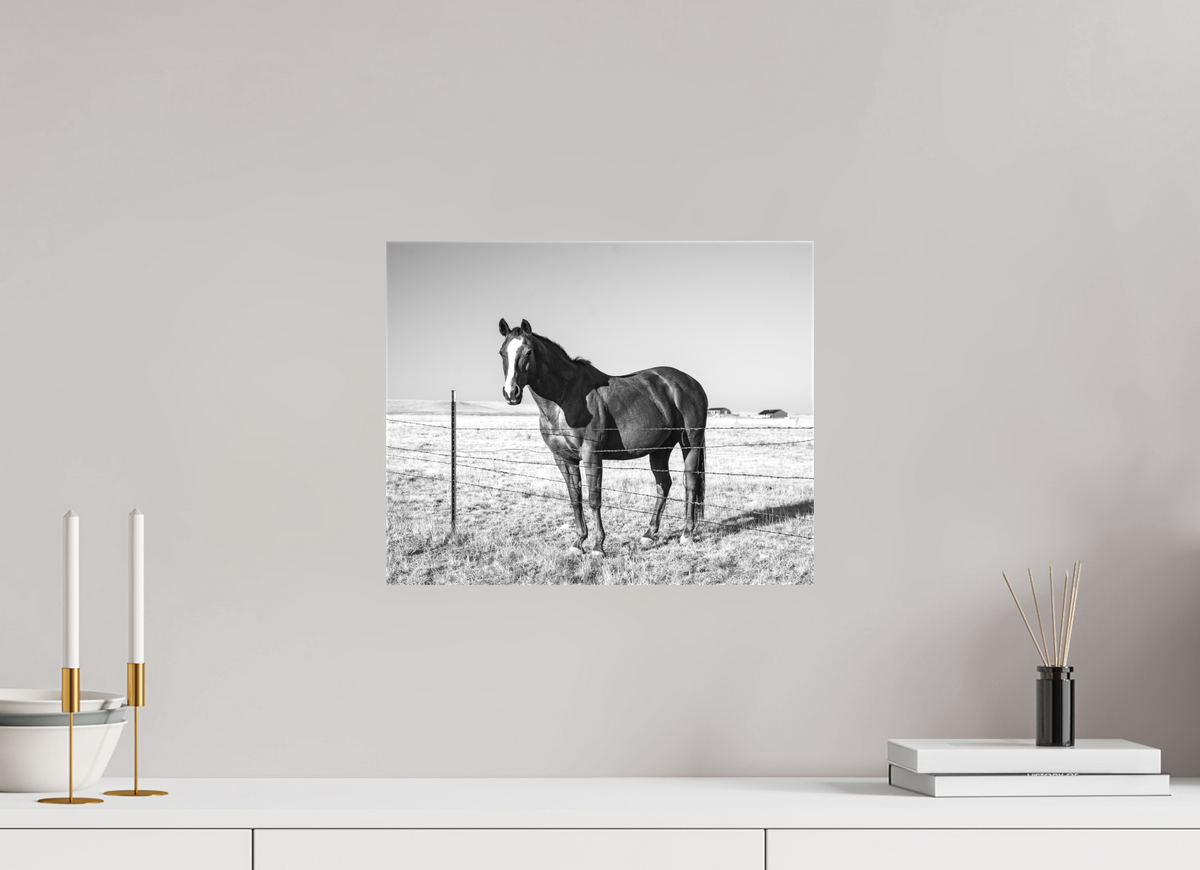 15 x 12″, Canvas Quarter Horse