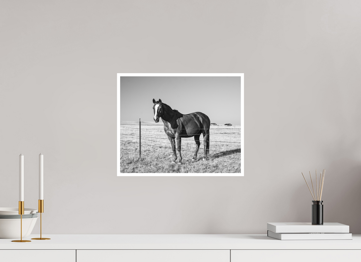 15 x 12″, No Frame - Matte - White Edge Quarter Horse