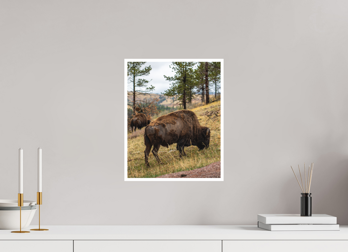 12 x 15″, No Frame - Matte - White Edge Bison & Co
