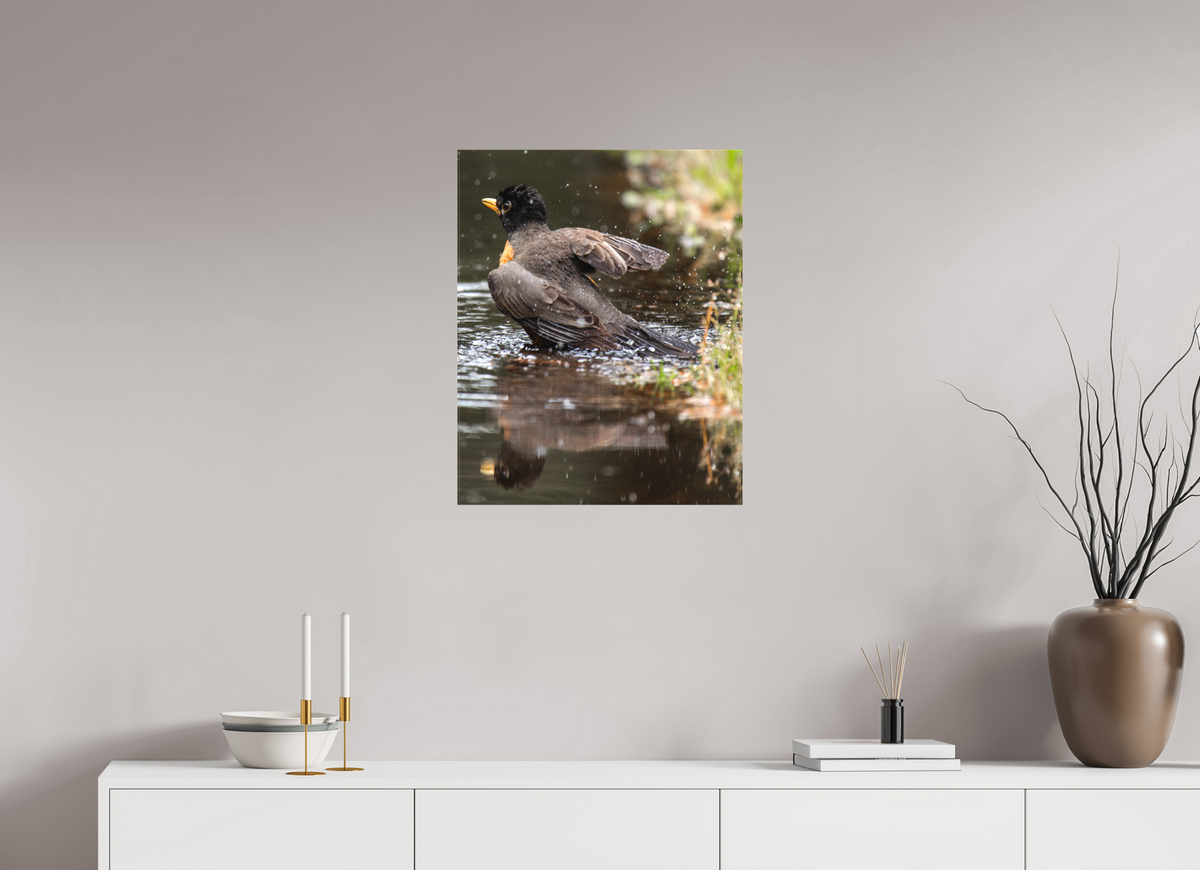 20 x 25″, Canvas The American Robin