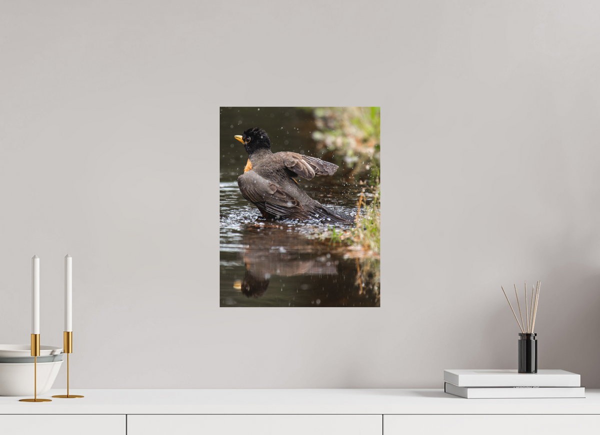 12 x 15″, No Frame - Matte The American Robin