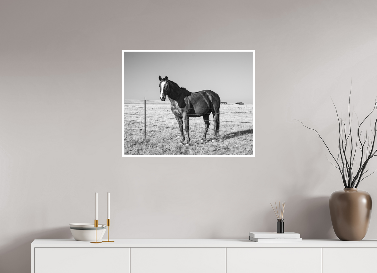 30 x 24″, No Frame - Matte - White Edge Quarter Horse