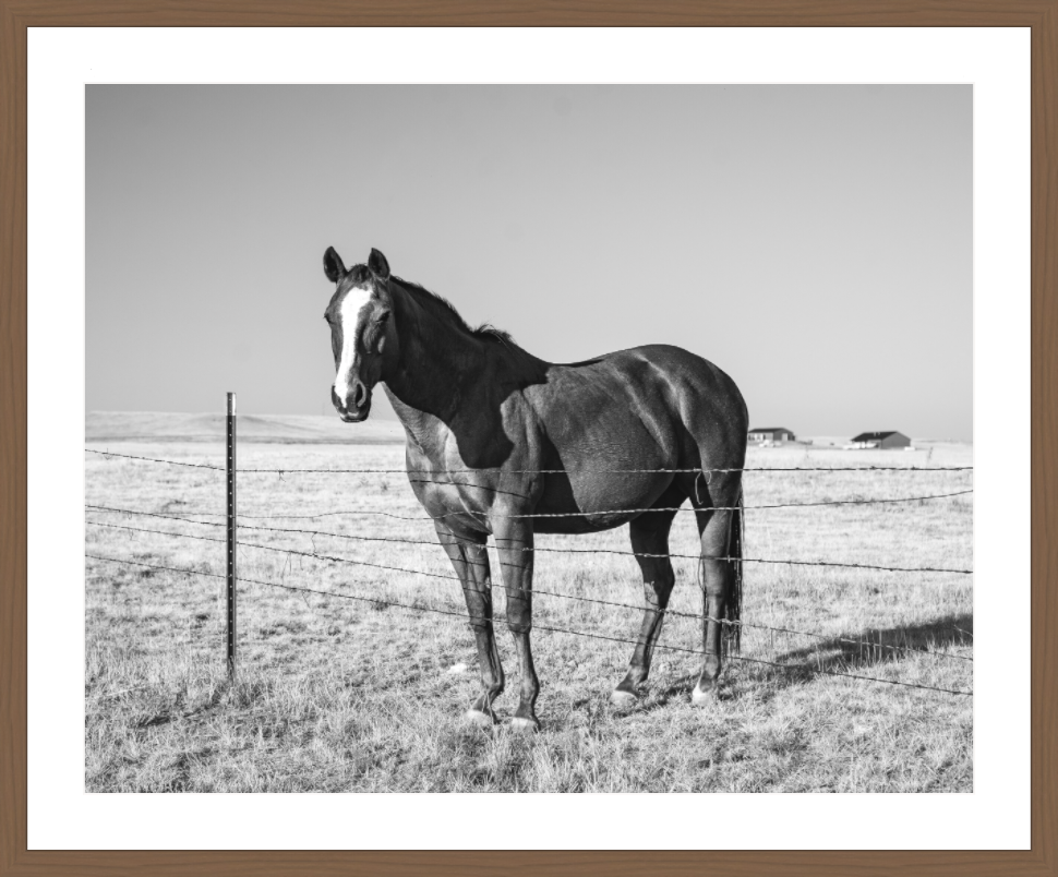 Main image Quarter Horse