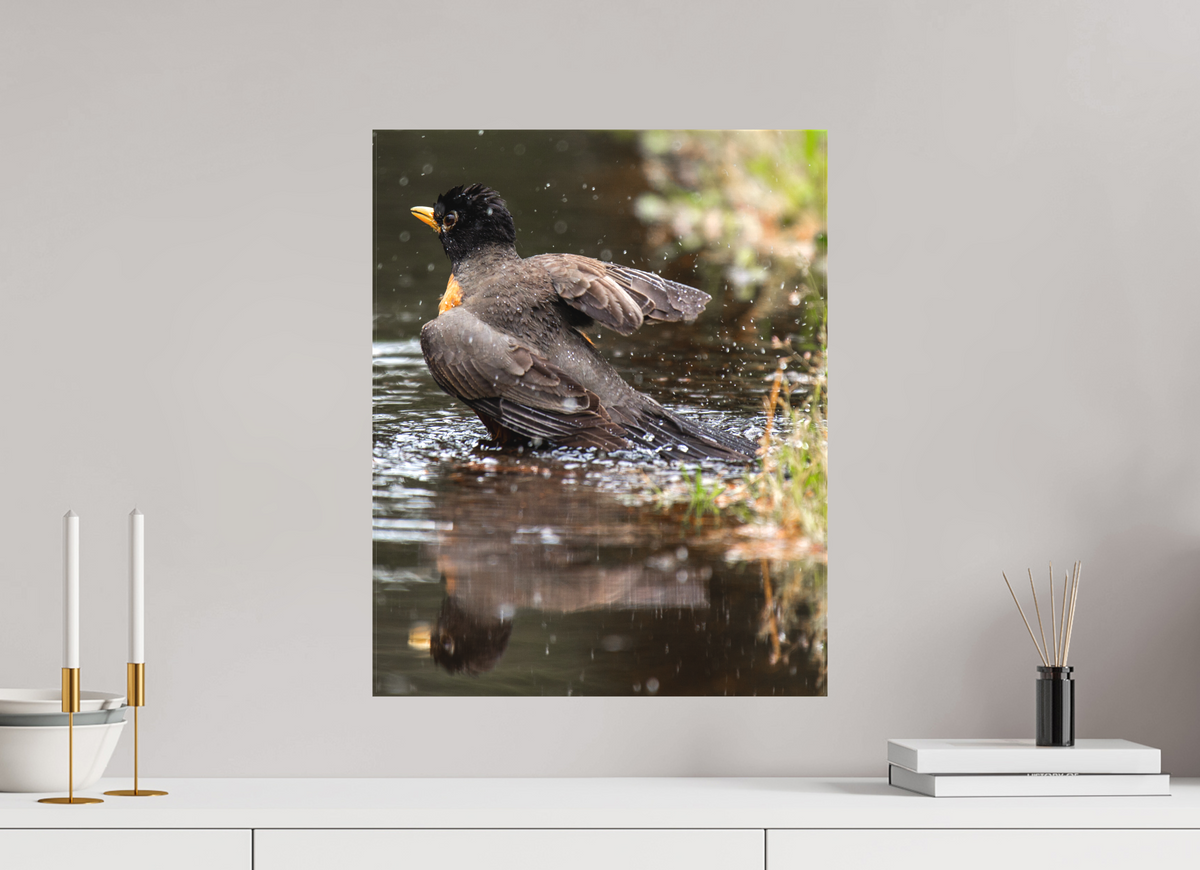 16 x 20″, Canvas The American Robin
