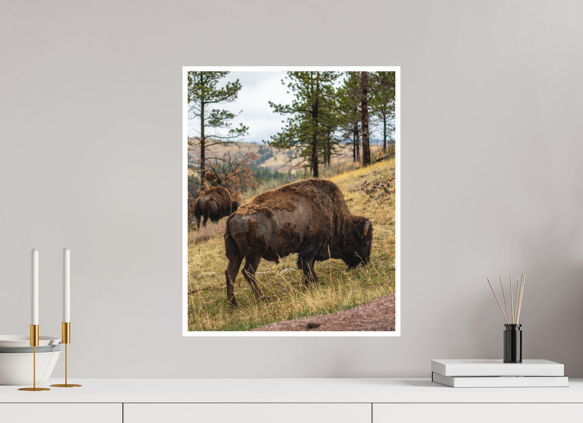 16 x 20″, No Frame - Matte - White Edge Bison & Co