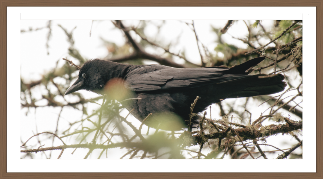 Main image Just a Crow