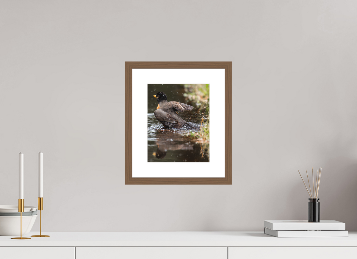 8 x 10″, Walnut - Matte The American Robin