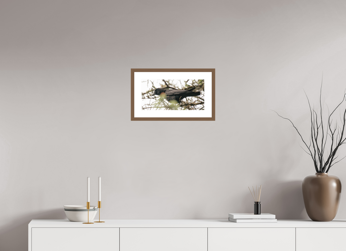16 x 8″, Walnut - Matte Just a Crow