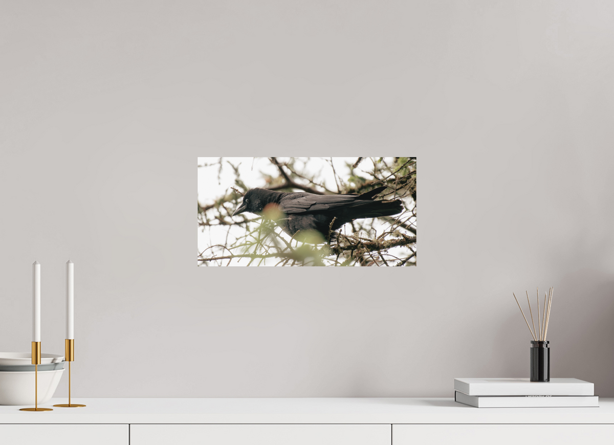 16 x 8″, No Frame - Matte Just a Crow