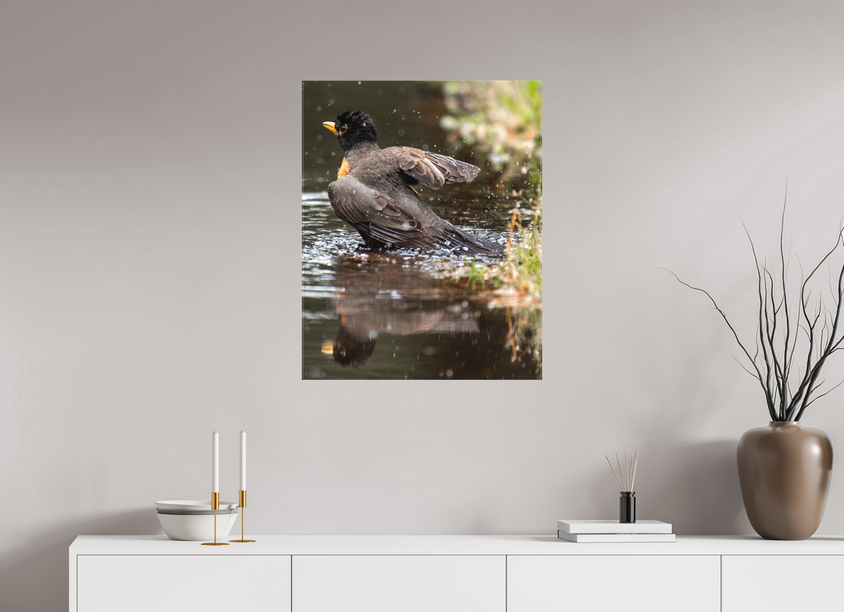 24 x 30″, Canvas The American Robin