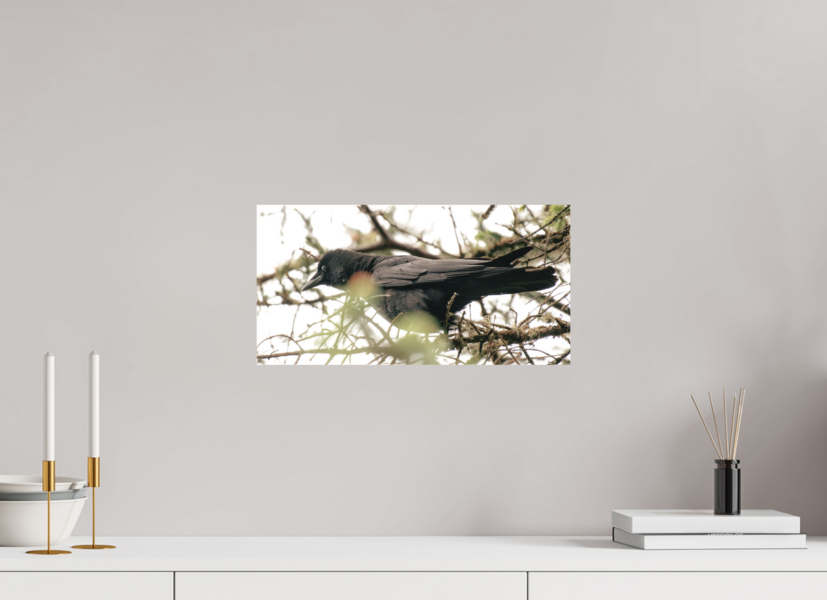 16 x 8″, Canvas Just a Crow