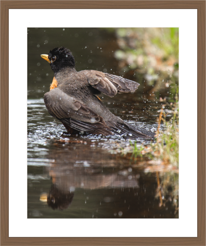 Main image The American Robin