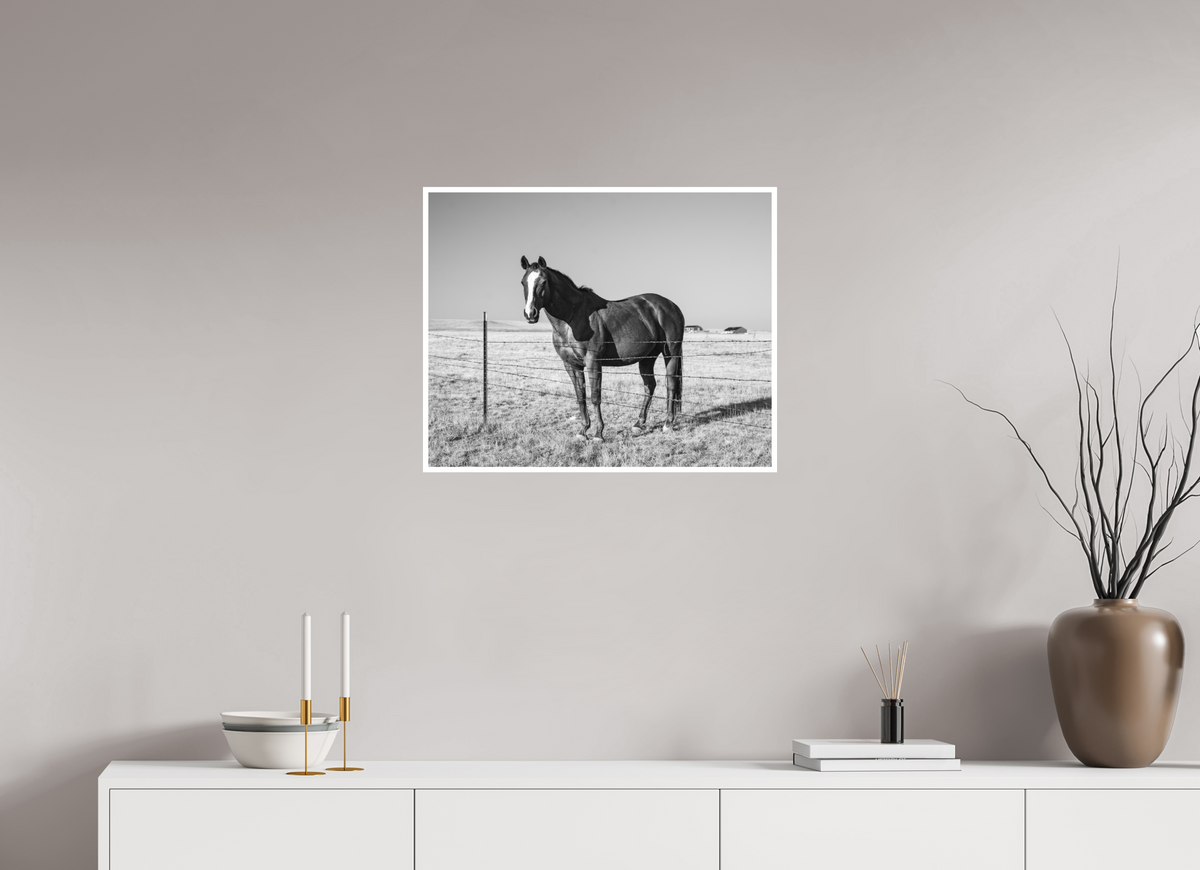 25 x 20″, No Frame - Matte - White Edge Quarter Horse
