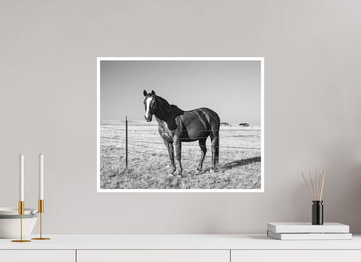 20 x 16″, No Frame - Matte - White Edge Quarter Horse