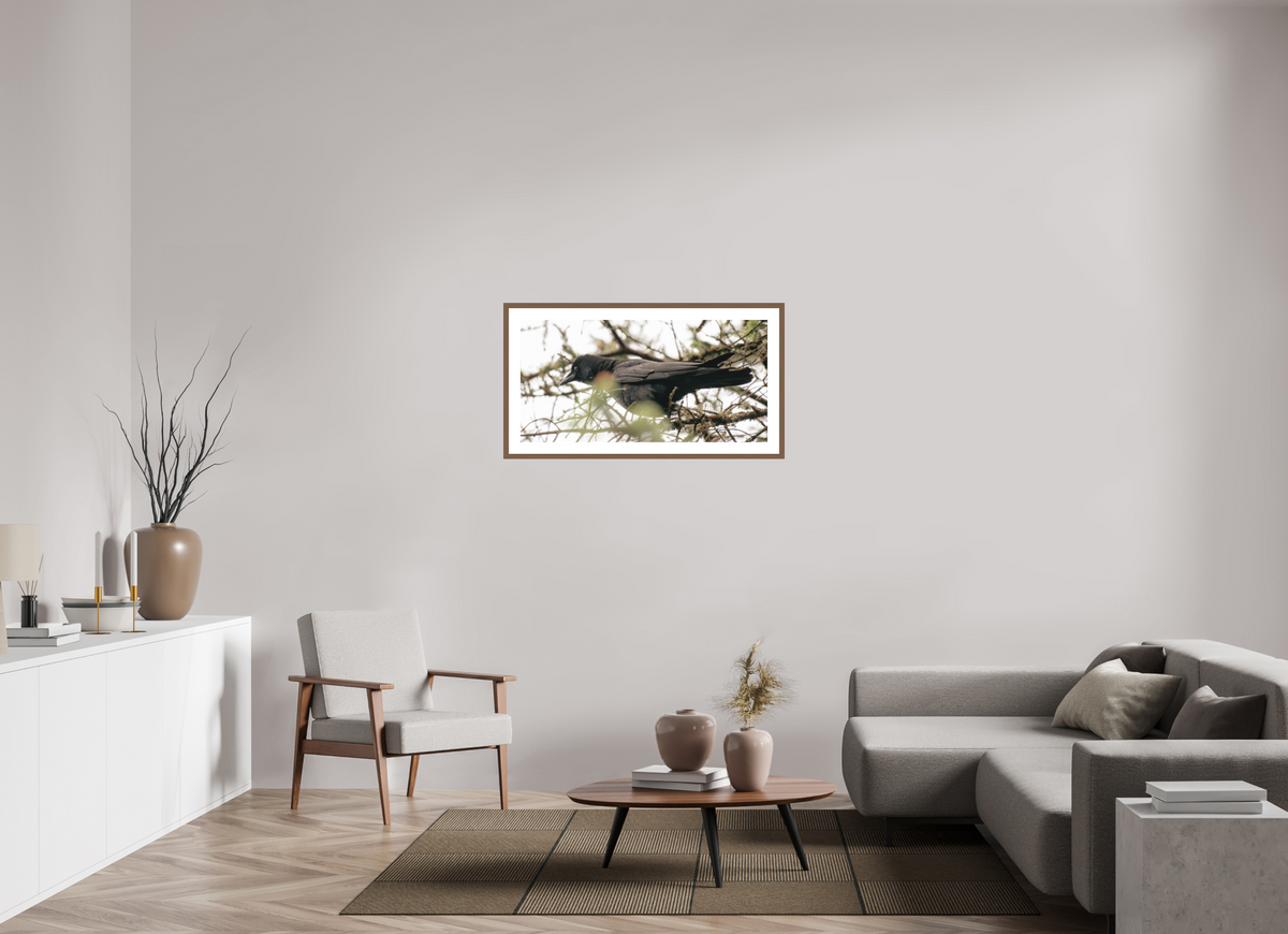 40 x 20″, Walnut - Matte Just a Crow